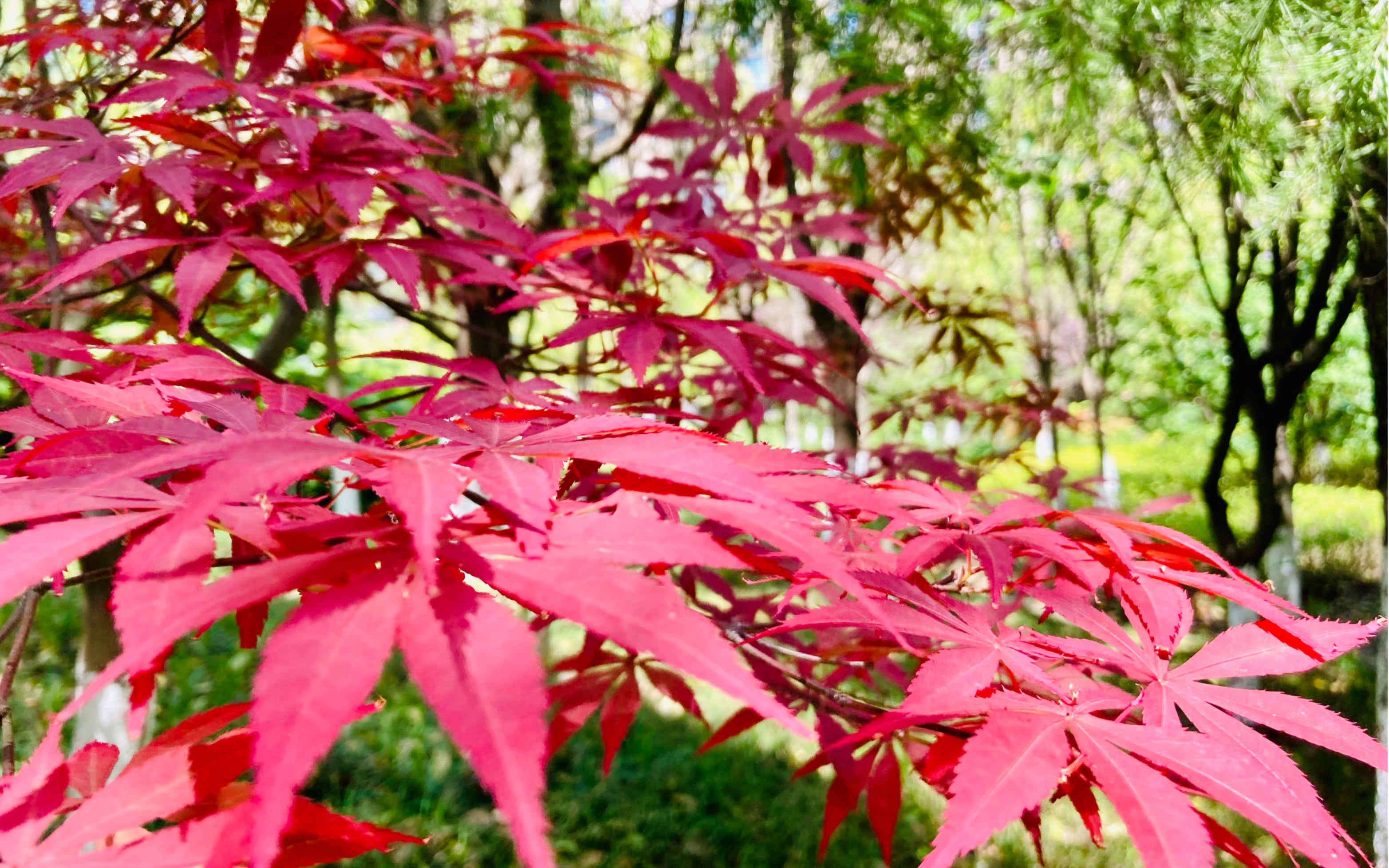 5月份的视频4k60设备iphonese2