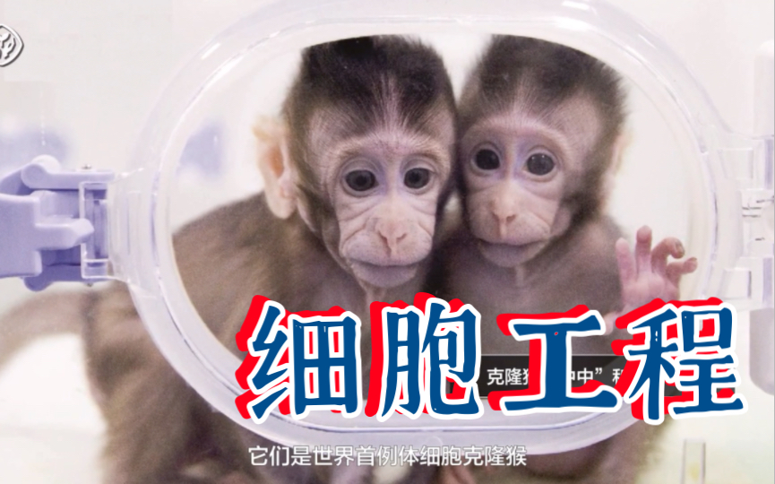 选择性必修3高中生物学 细胞工程哔哩哔哩bilibili