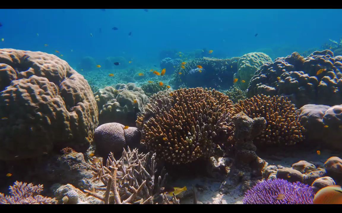 e743 紫色金鱼鱼群游动海底世界海草鱼生物海洋主题婚庆结婚婚礼舞台LED大屏幕背景视频素材 vj视频素材 动态视频哔哩哔哩bilibili