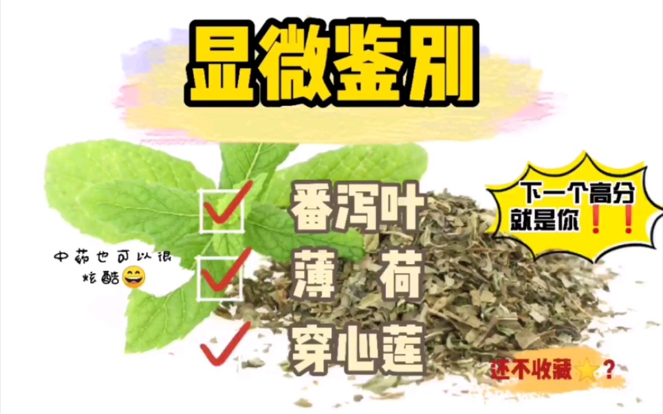 [图]显微鉴别，番泻叶，薄荷，穿心莲，粉末鉴别特点，晶纤维，橙皮苷结晶，鈡乳体。