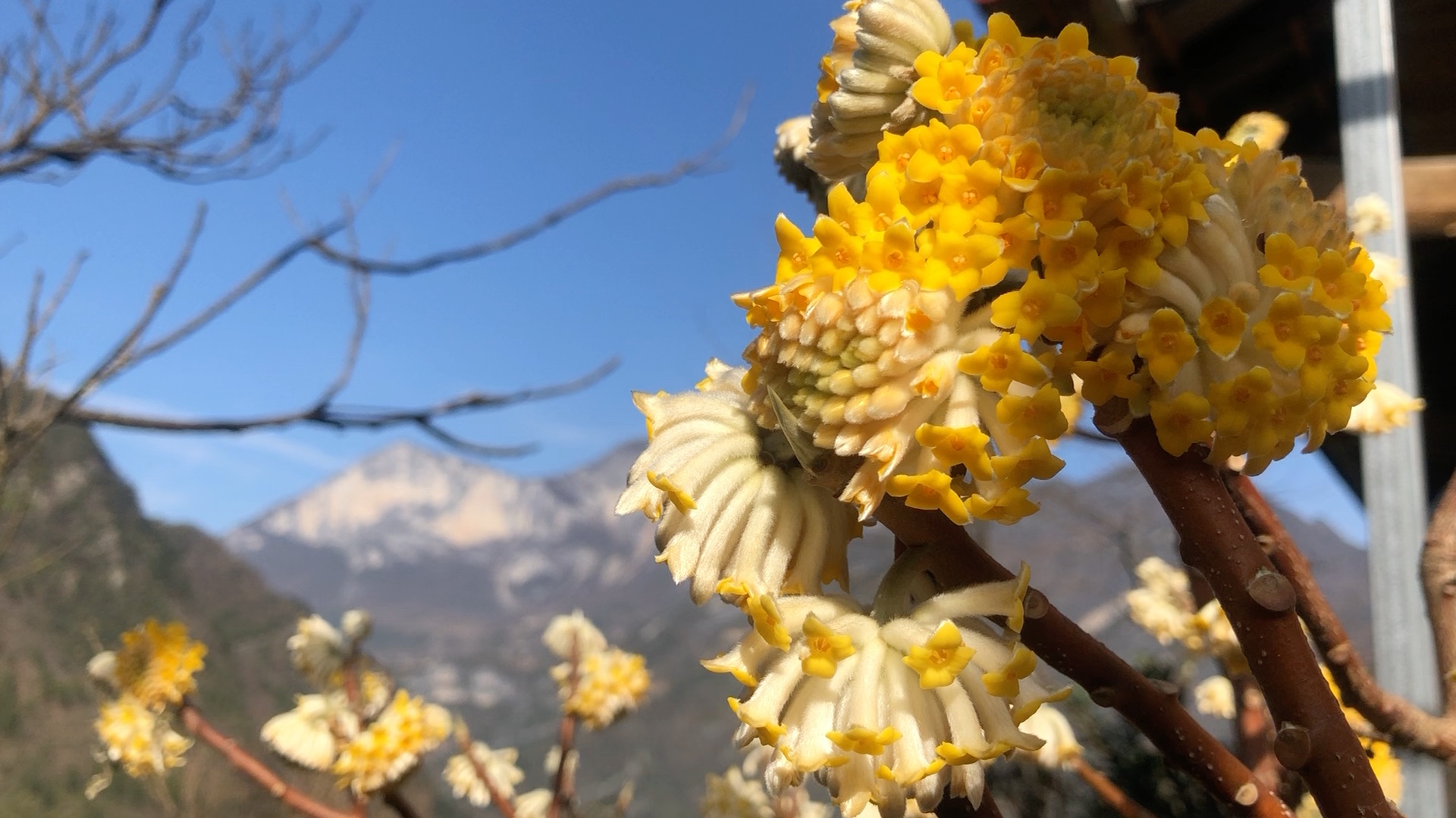 清香扑鼻的梦冬花