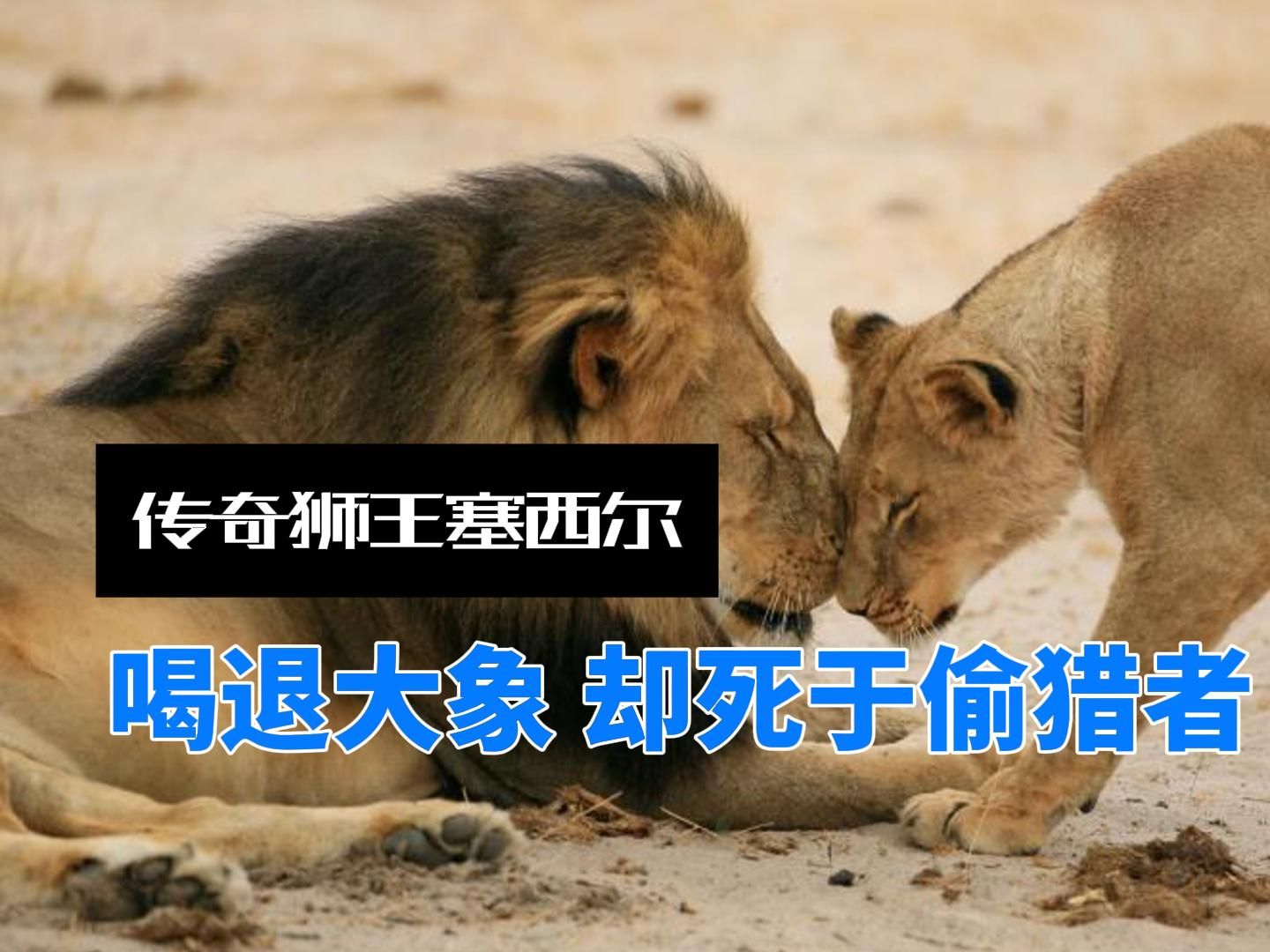 传奇狮王塞西尔:能喝退大象,却死于偷猎者!