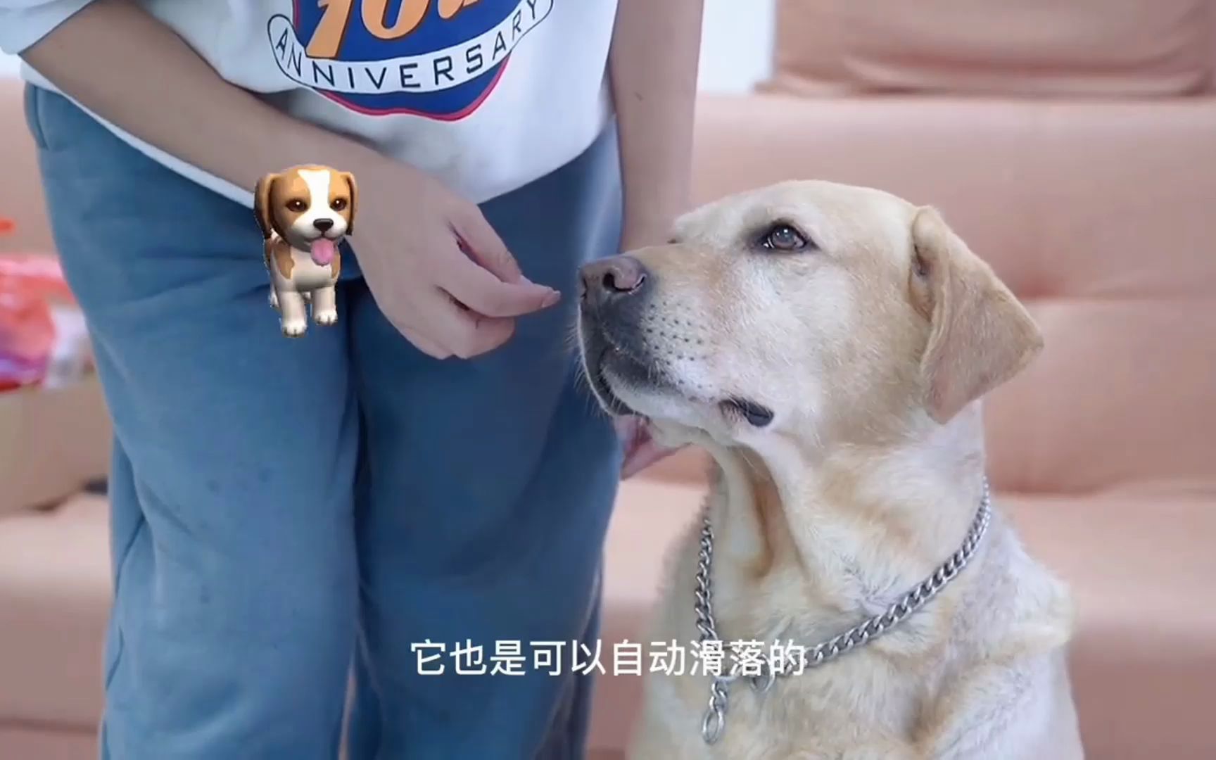 训犬工具及使用方法 p字链的正确使用方法训狗视频哔哩哔哩bilibili