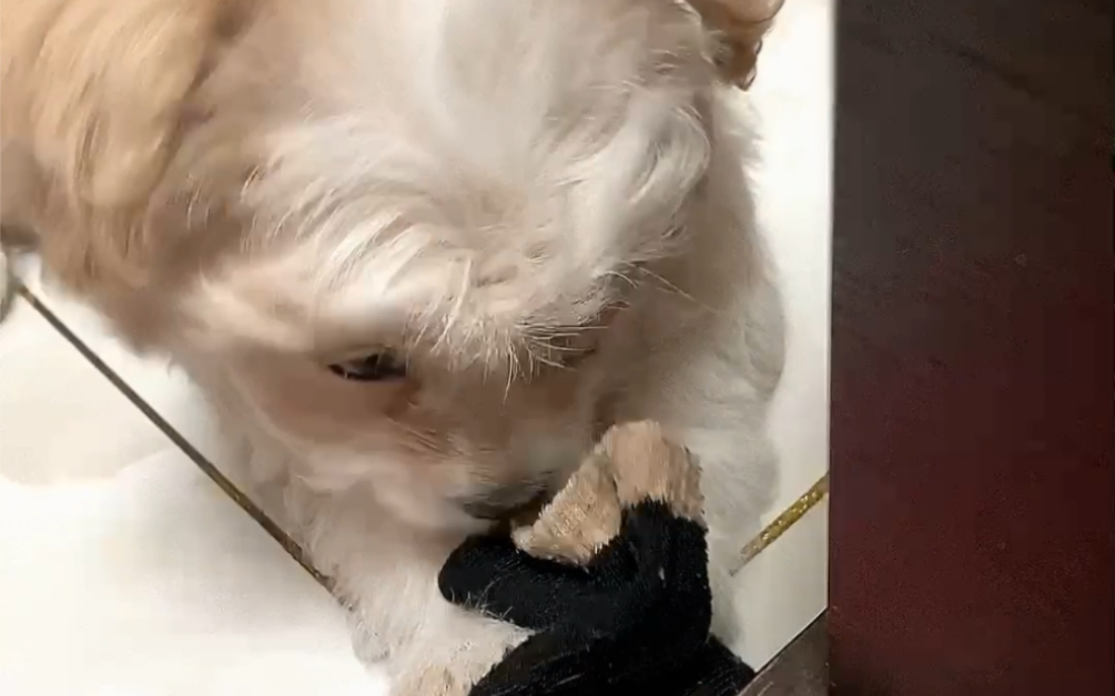 多多小奶狗真的超级喜欢吃袜子