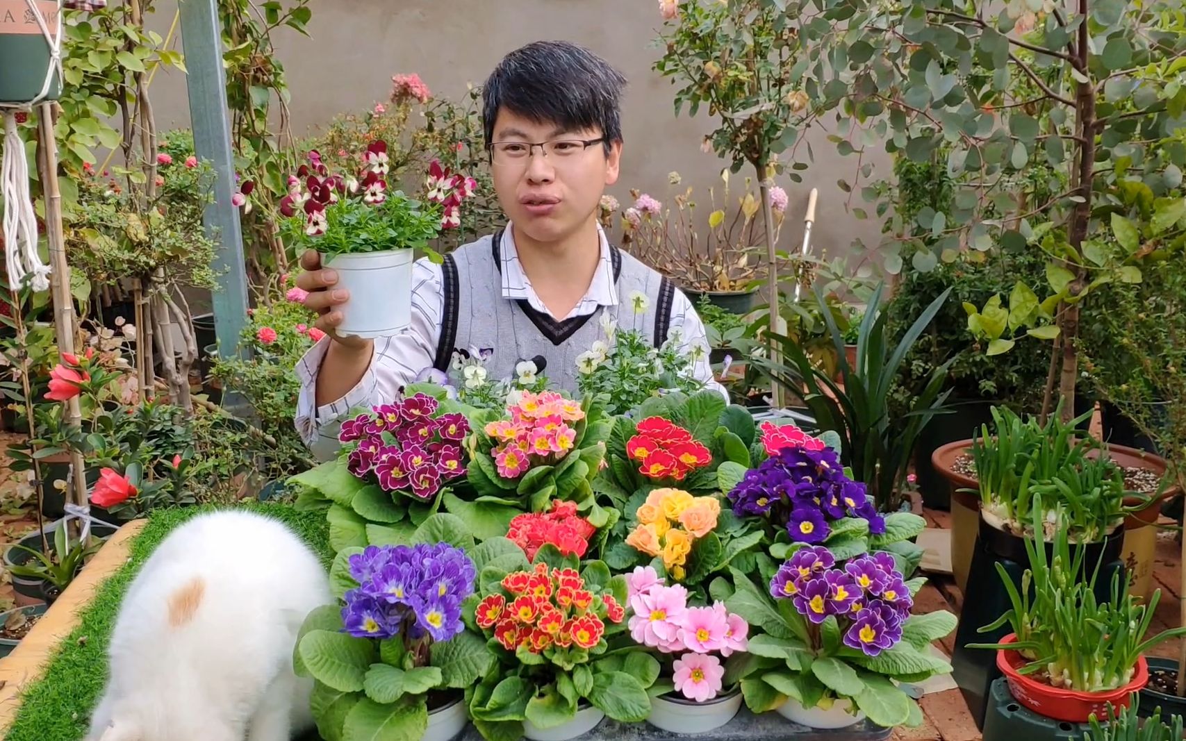 [图]这2种花卉，冬季虽然寒冷，但开的最旺盛