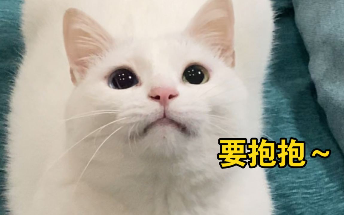 [图]猫吃起醋来有多可爱？争宠争到飞起！