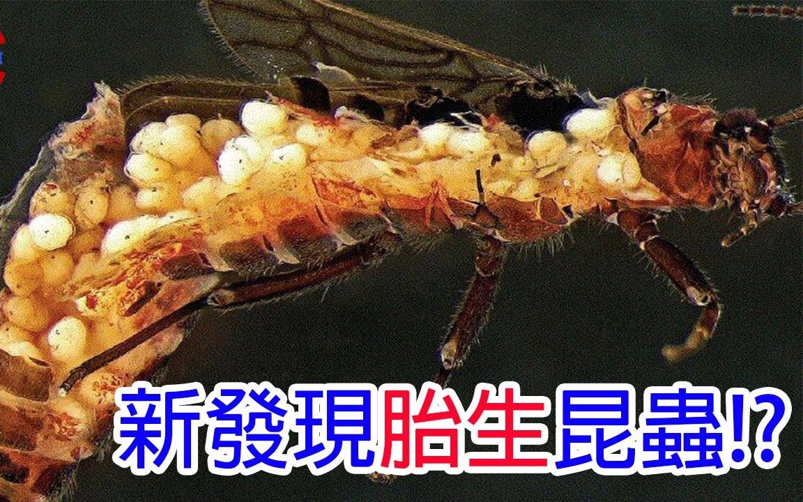 [图][生物放大镜]"胎生"的昆虫真的存在吗? | 被子代充满全身的"胎生"怪虫 | 能生出与自己一样重后代的怪物|搬运