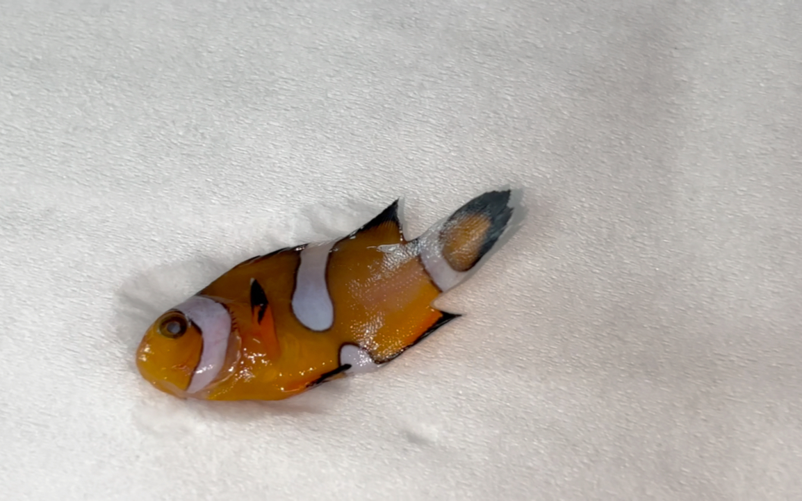 小丑鱼是不是很难养?