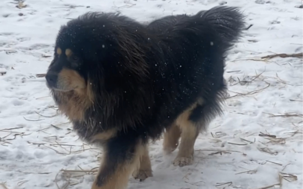 河曲藏獒:勇士小公子