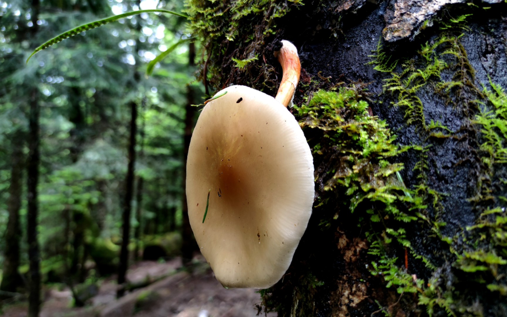 拟黏小奥德蘑——摄于云南雨崩村