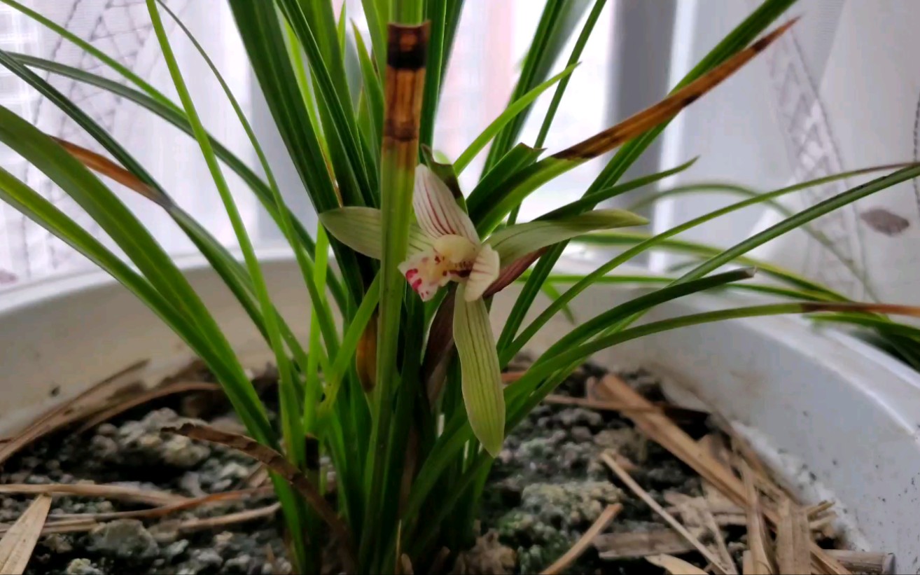 真实的兰花看不够?那来一朵假的吧!