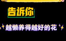 以我多年养死过N多盆花的经验告诉你,啥花是懒人的福音,好看好养的花!没时间?还想养花,快来给你介绍3种好看还巨好养的花!哔哩哔哩bilibili