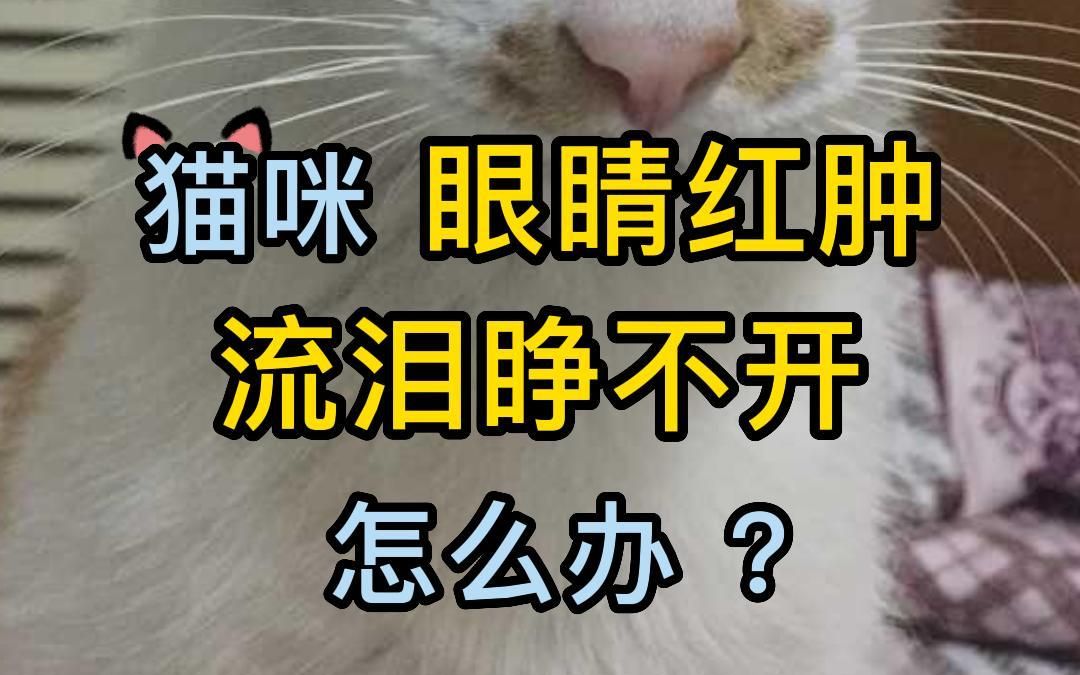 [图]猫咪眼睛红肿流泪睁不开怎么办？.mp4