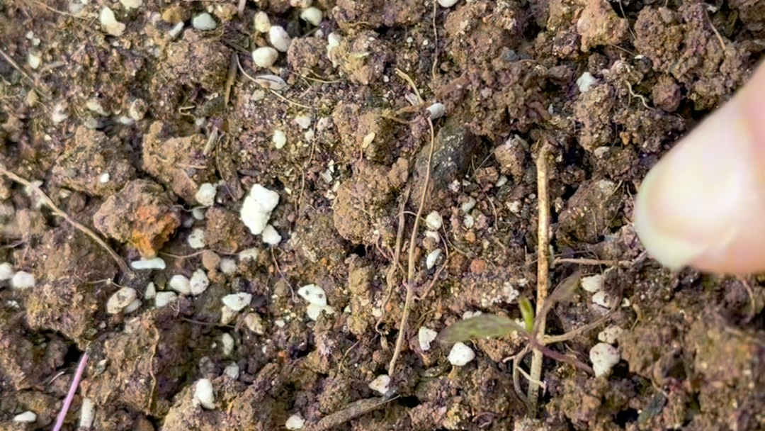 紫生菜太贵了!那不如自己种!种子才几块钱!能种一大片!美味又营养!