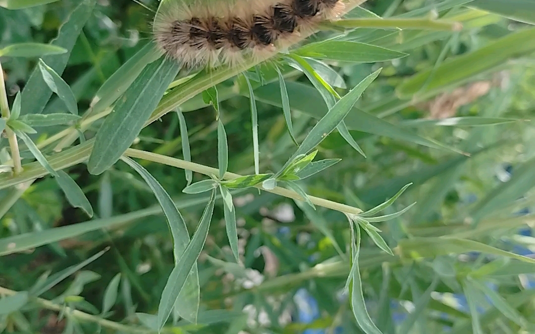 荒漠灾虫在线吃草(画面可能会引起不适,慎入)