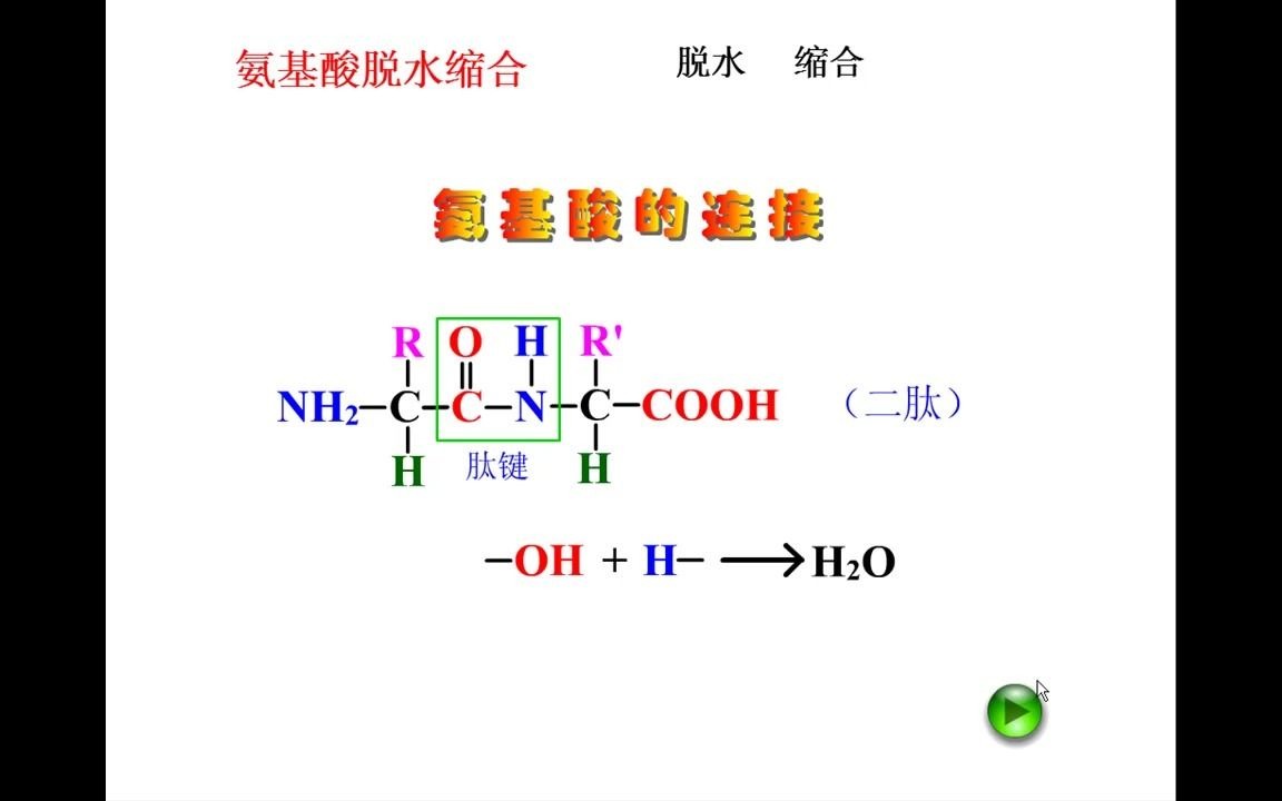 氨基酸的脱水缩合图片