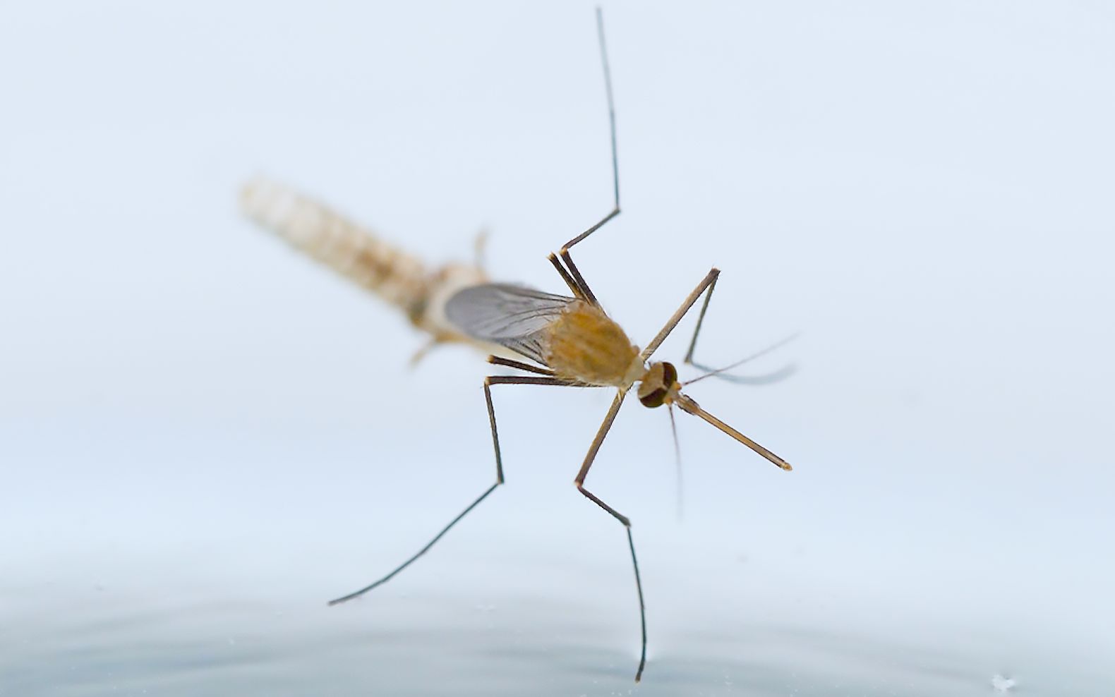 蚊子幼虫孑孓 读音图片