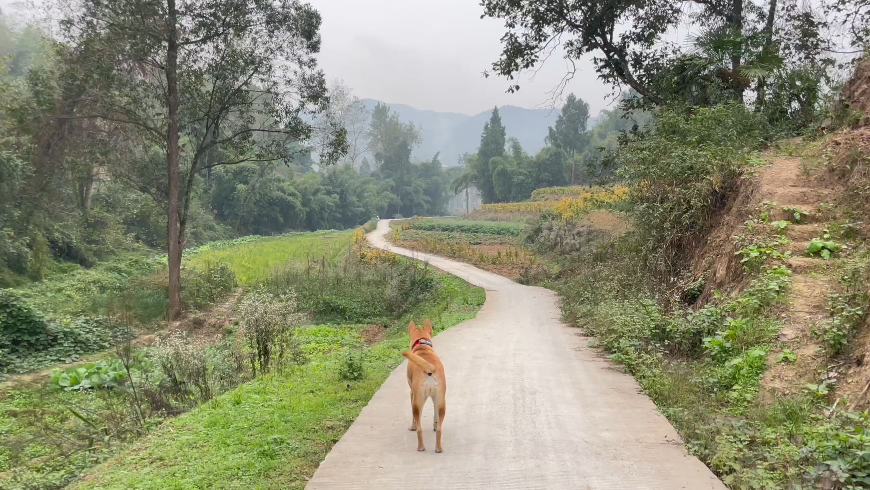 成渝古道东小路徒步(十二)却道巴岳山哔哩哔哩bilibili