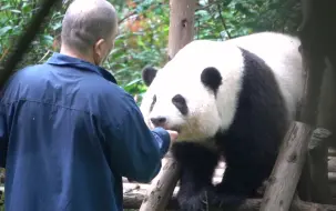 Video herunterladen: 8.2谭棉花！爷爷给花花擦脸脸，榨汁花！花花坐的好乖哦😘🤭