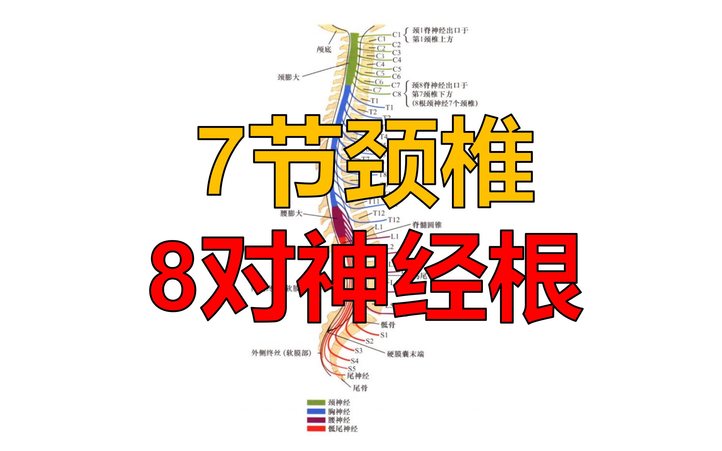 为什么7节颈椎却有8对神经根?哔哩哔哩bilibili