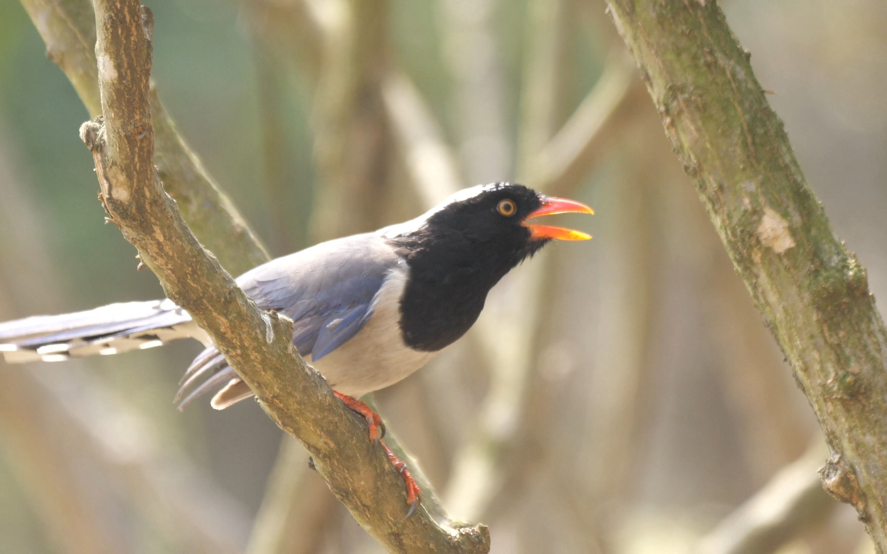 鸦科大佬-红嘴蓝鹊,灰树鹊