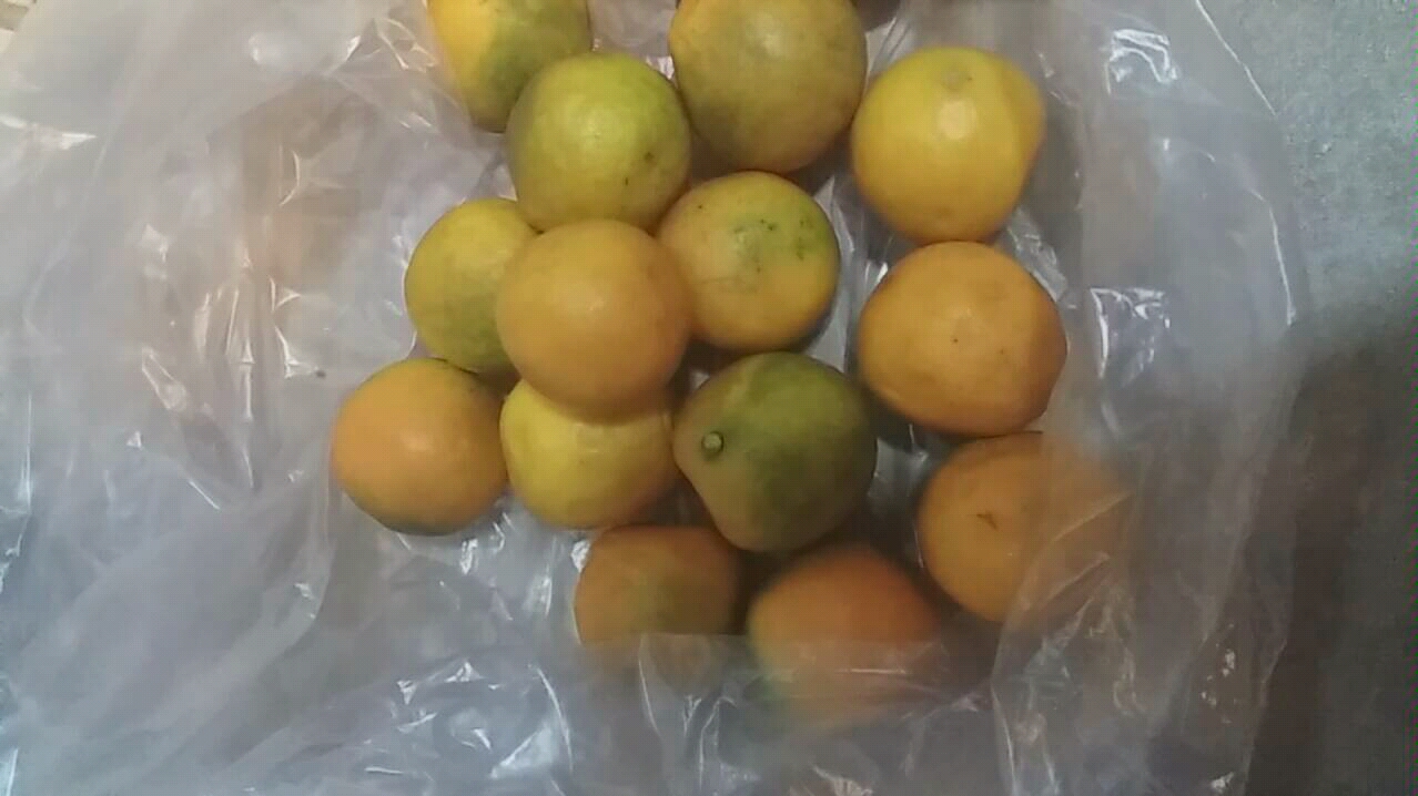 脆皮金桔树图片大全