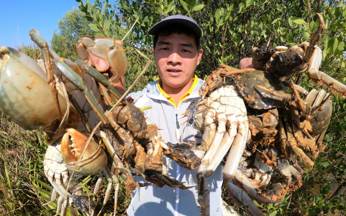 刀仔赶海图片