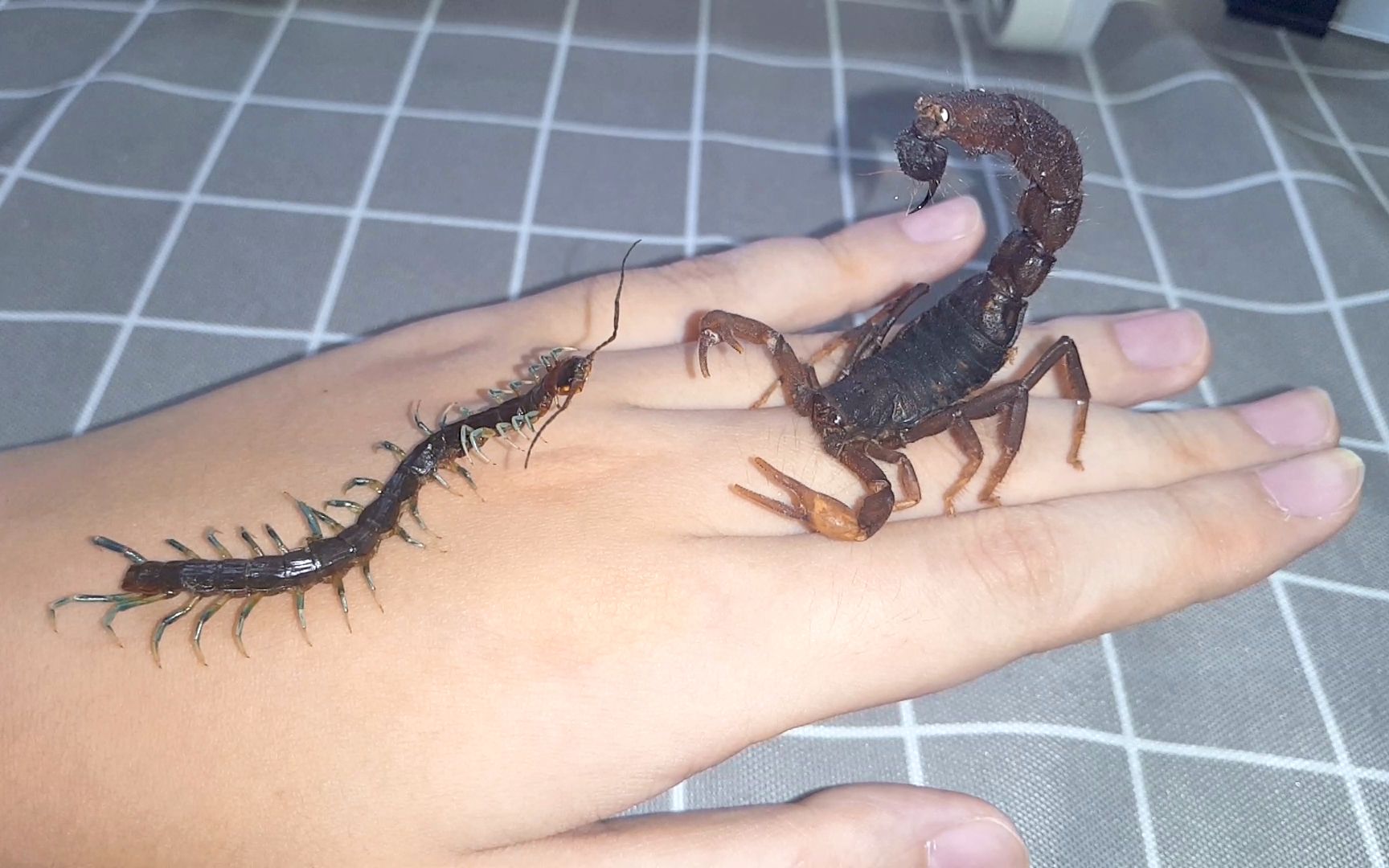 蝎子蜈蚣谁厉害我是不知道,反正这手是不能要了…_哔哩哔哩_bilibili