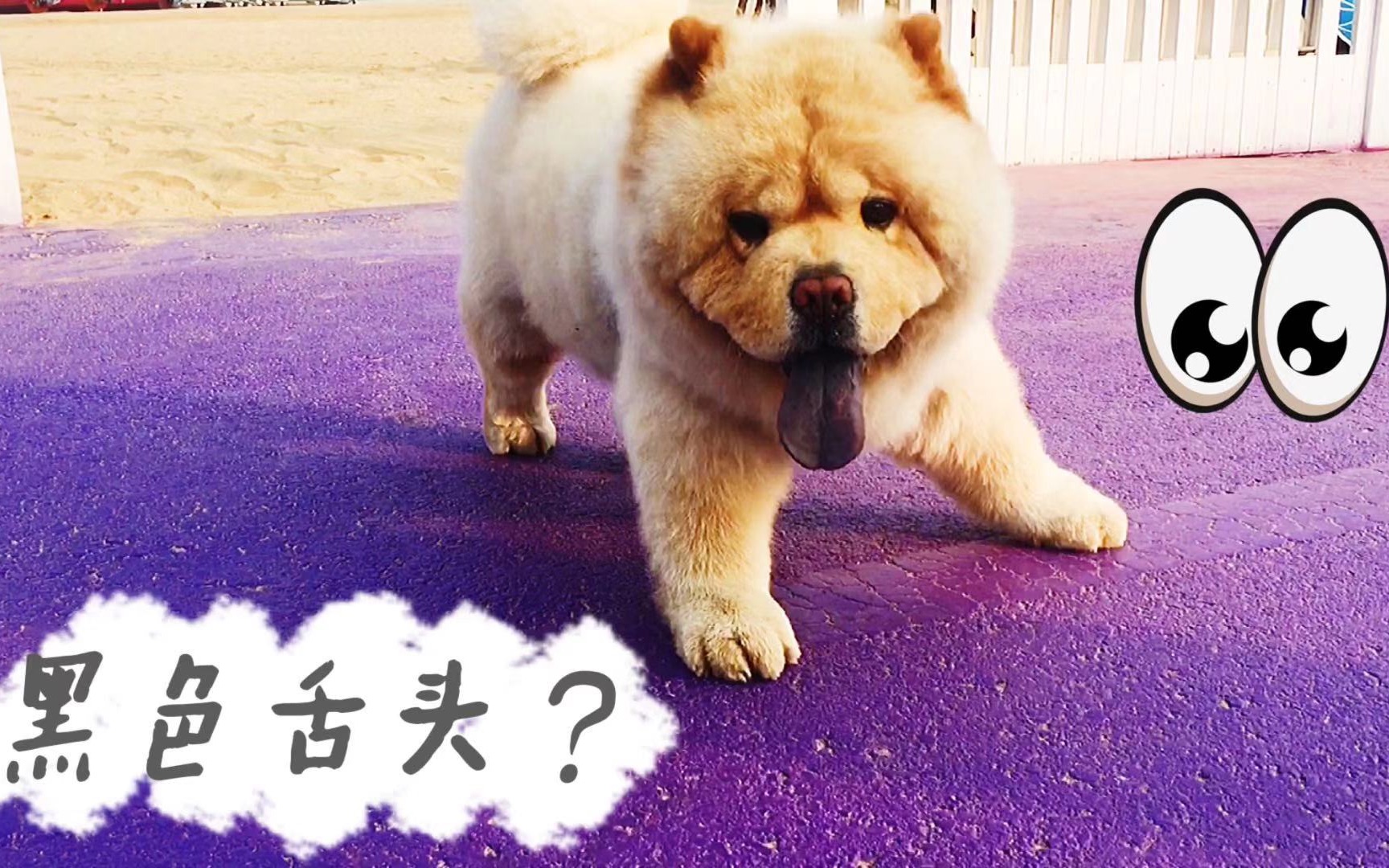 小松狮的舌头啥是黑色的吓的二狗子都不敢跟它玩了