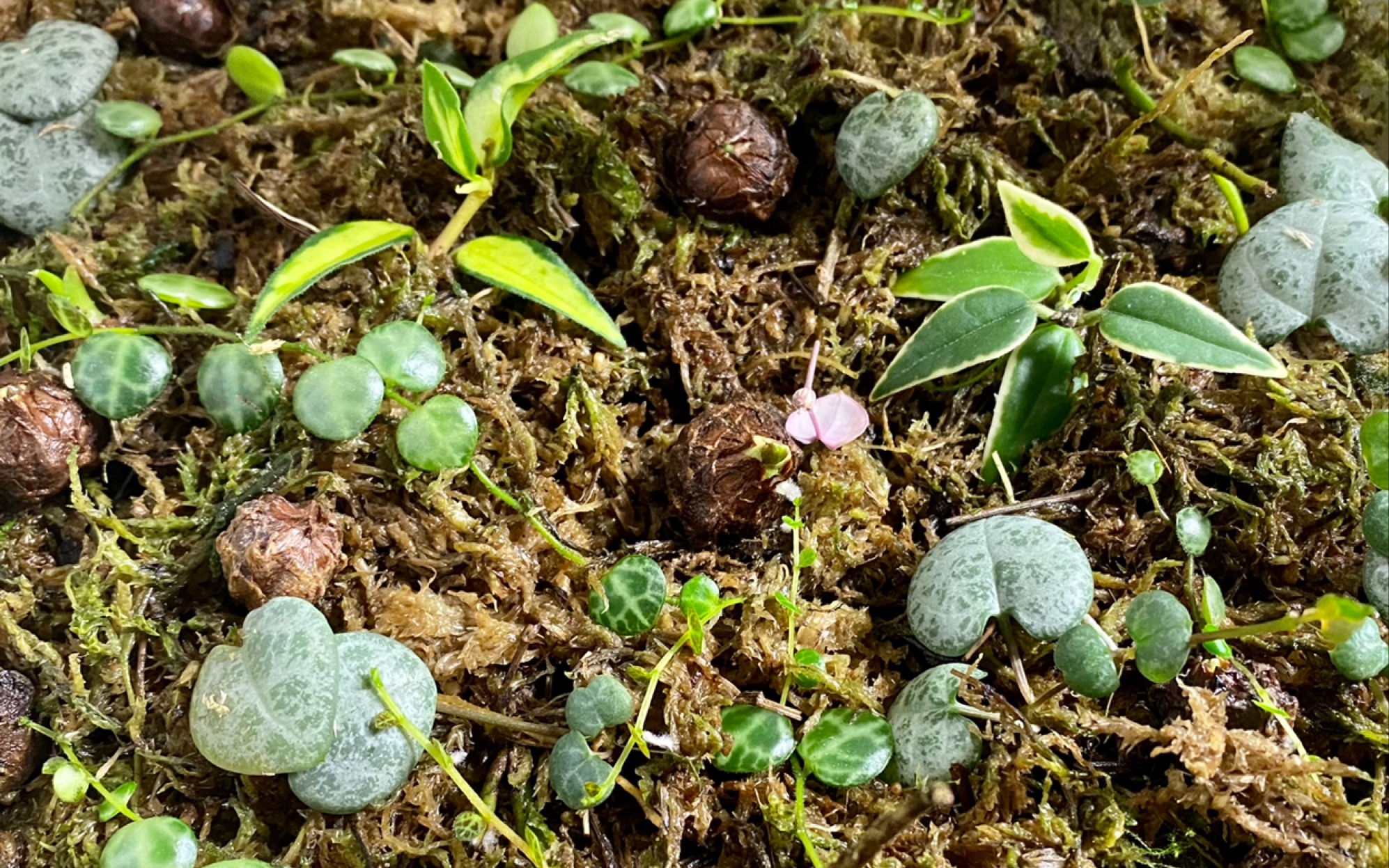 超简单省心的水苔繁殖方法