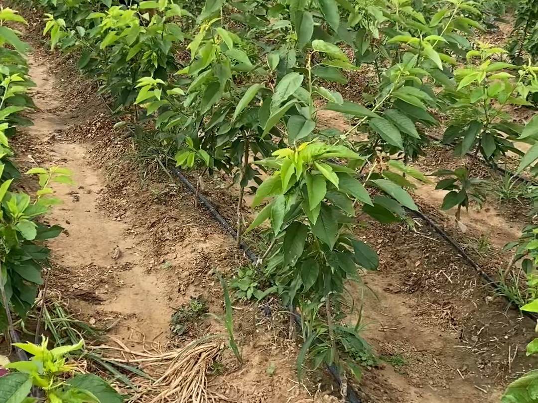 给樱桃树苗抹茬除草