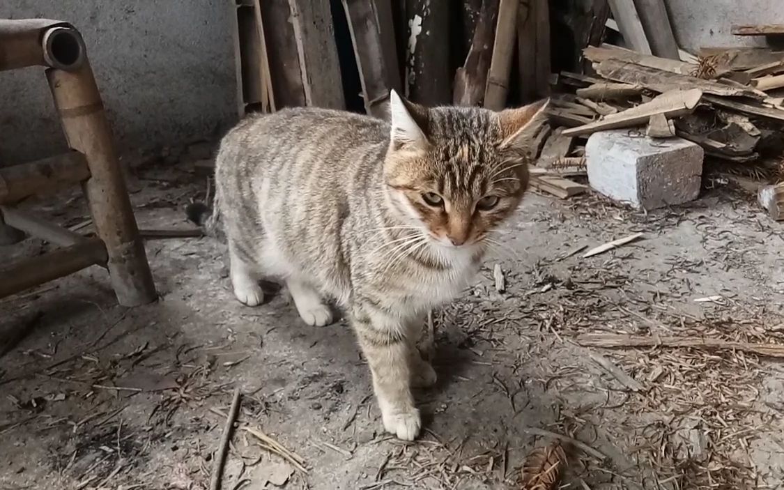 农村狸花猫颜值高,还会抓老鼠,大家都很喜欢它