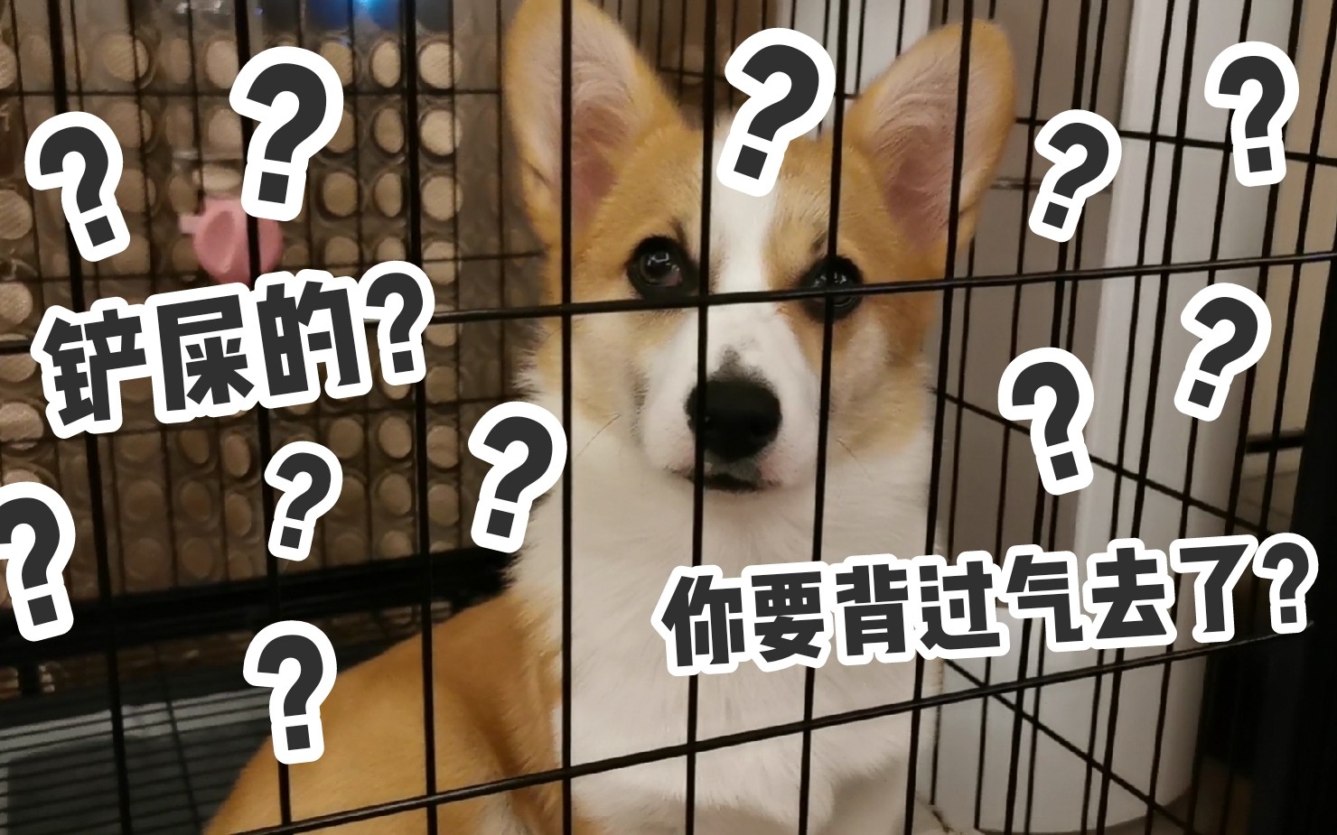 【柯基】当你发出震惊的声音逗狗子竟然被骂闭嘴 | coco:无聊的女人