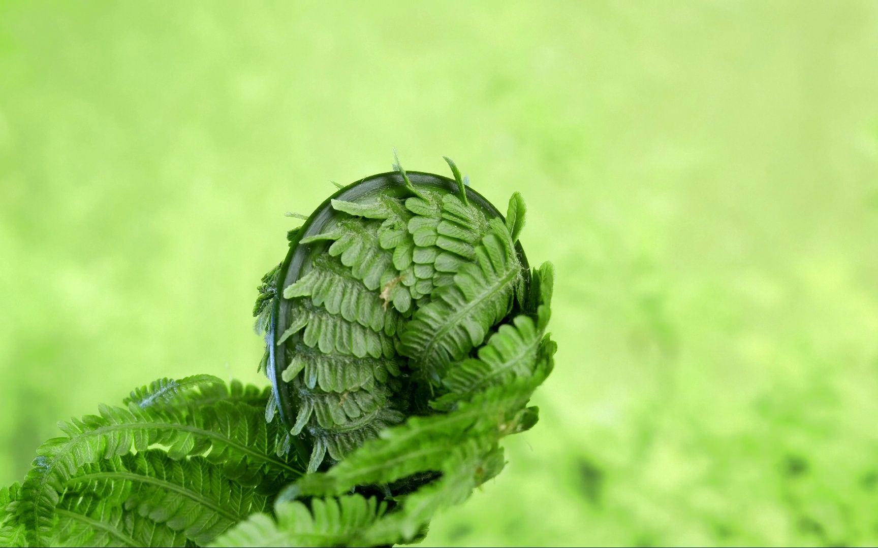 【原创】【延时摄影】每天来看一颗植物生长/荚果蕨