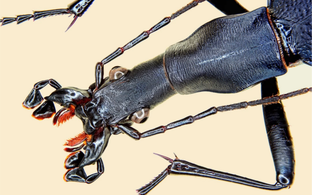 食蜗步甲carabus blaptoides外网图片资料