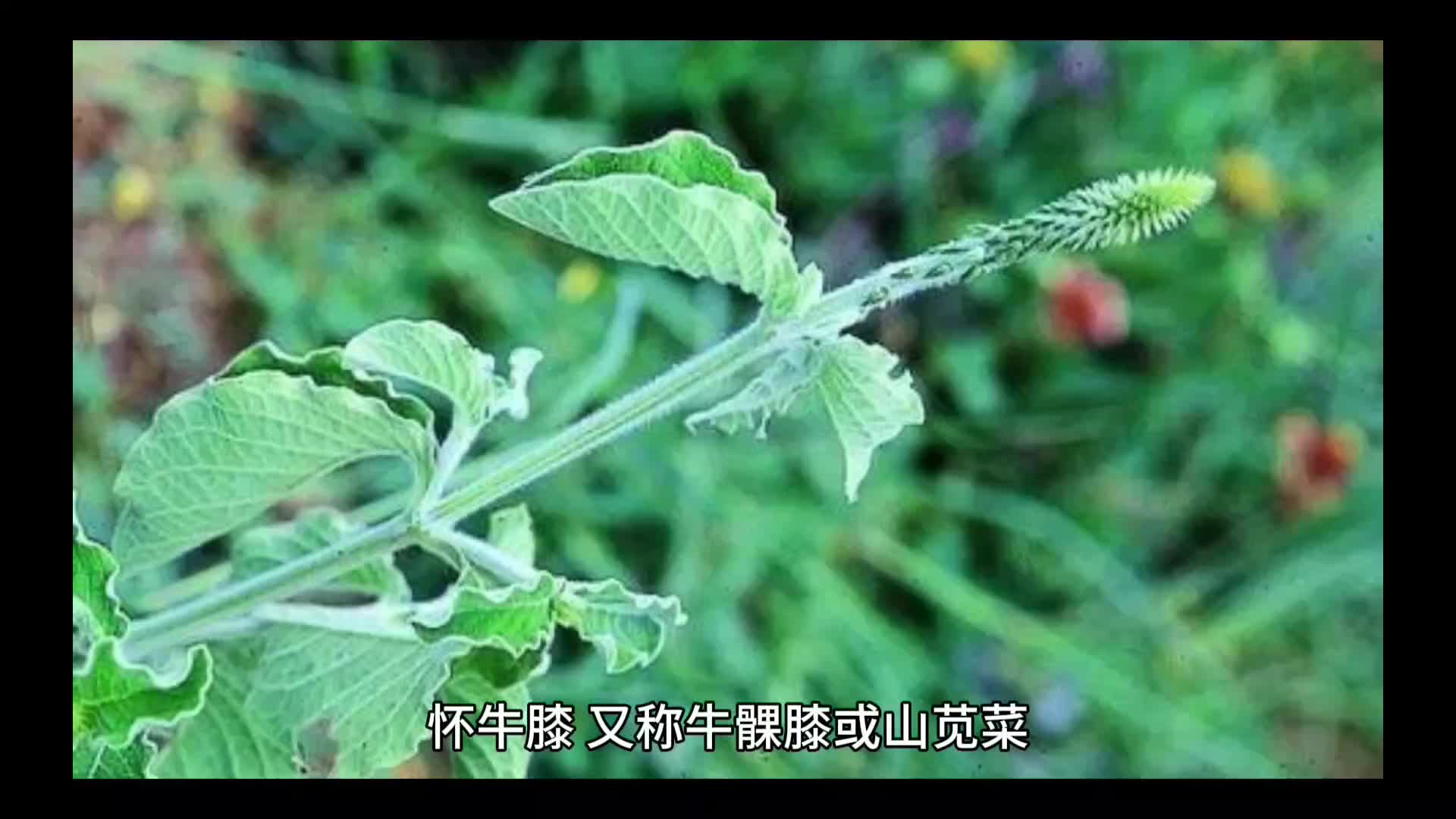 什么是怀牛膝?