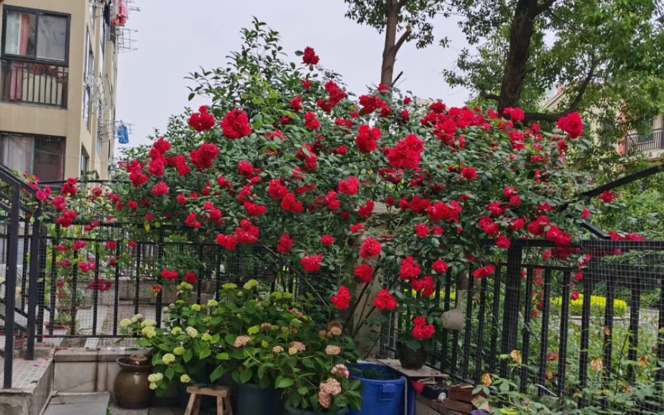 月季大红袍太厉害了,花后爆出7根粗枝,高压一棵送朋友_哔哩哔哩 (゜