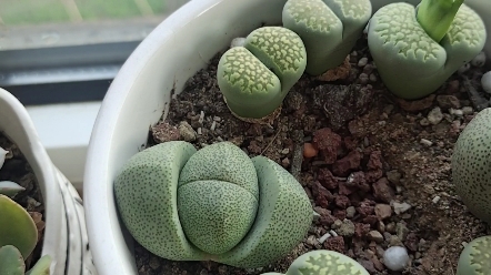 生石花绿福来开花啦!绿帝玉也越来越胖!