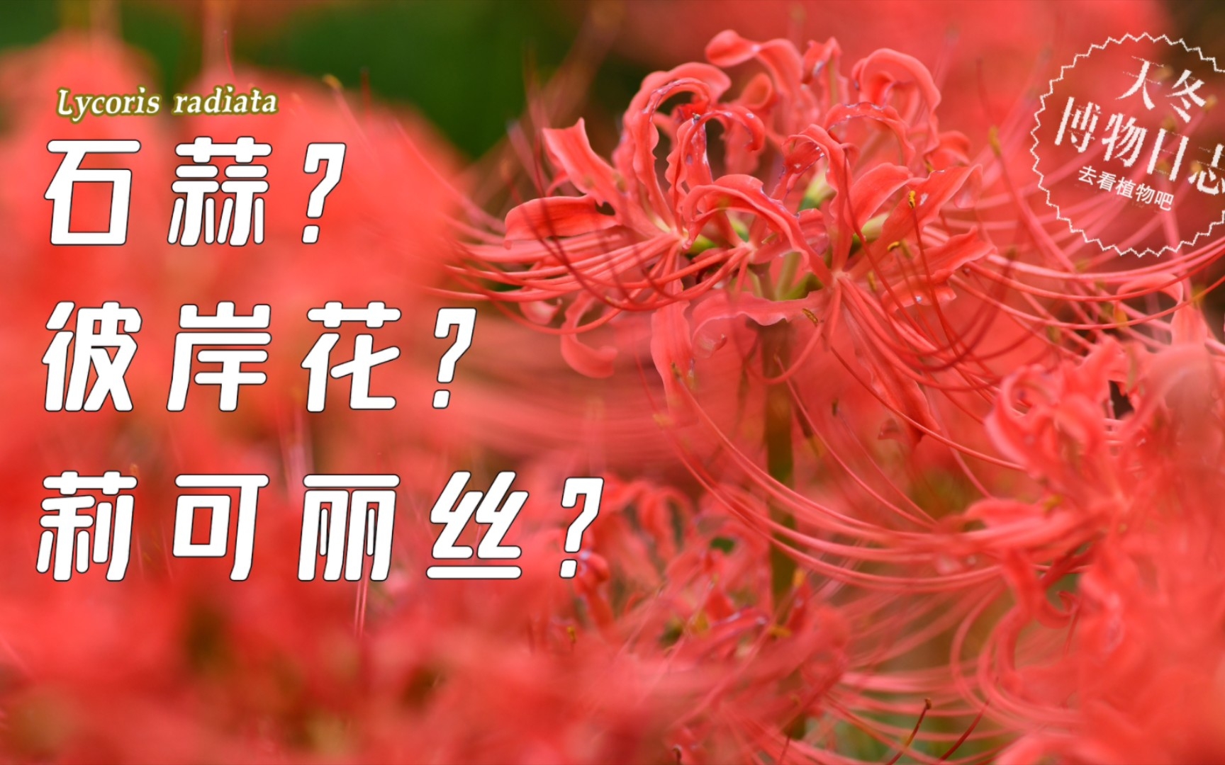 [图]石蒜？彼岸花？曼殊沙华？莉可丽丝？这花怎么这多名字！【天冬博物日志】【去看植物吧】