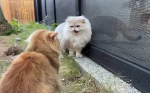 Descargar video: 今天是猫舍后院开放日，不同的猫表现差别也太大了😂