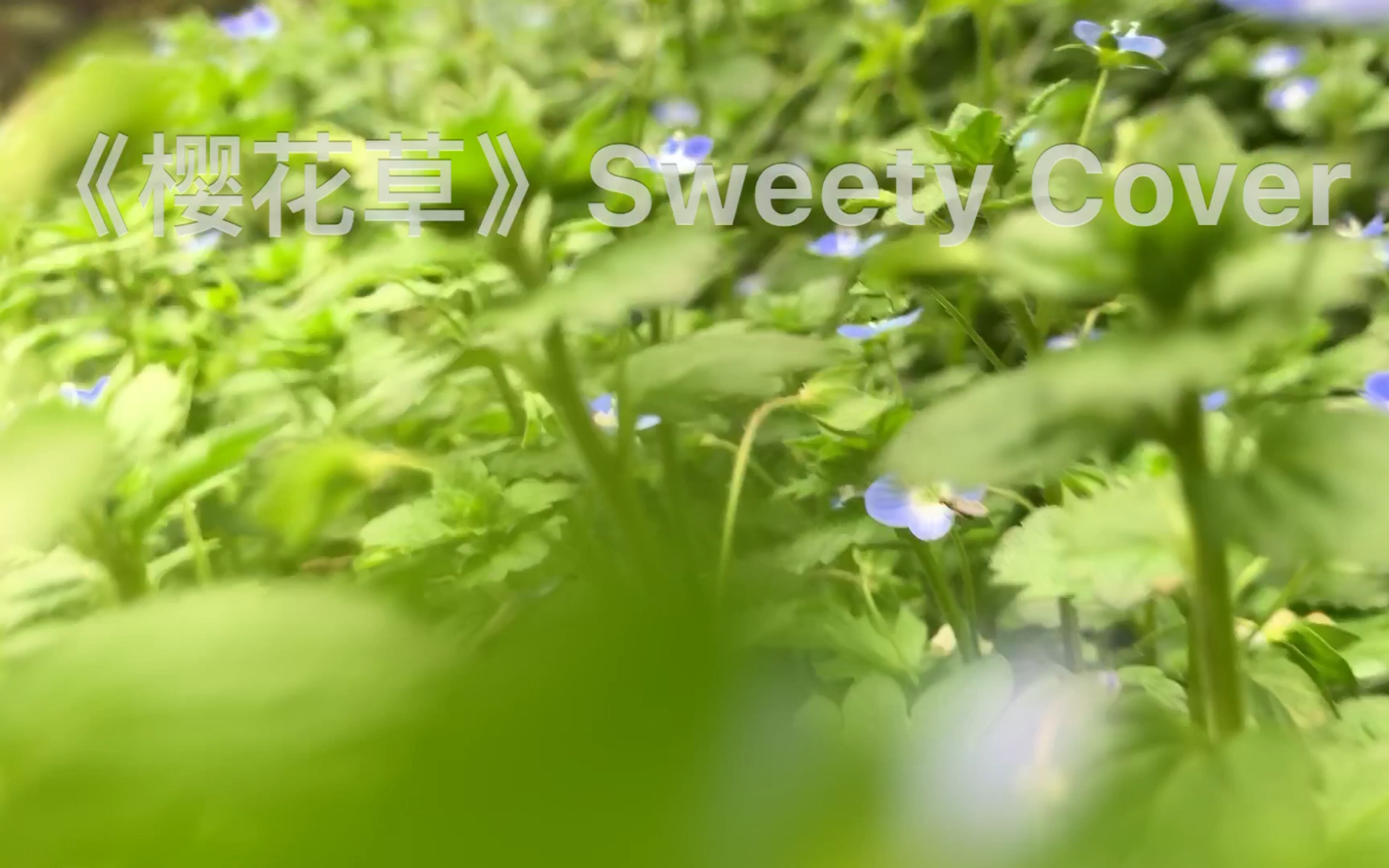 吉他弹唱《樱花草》Sweety Cover,一首适合在春季听的歌哔哩哔哩bilibili