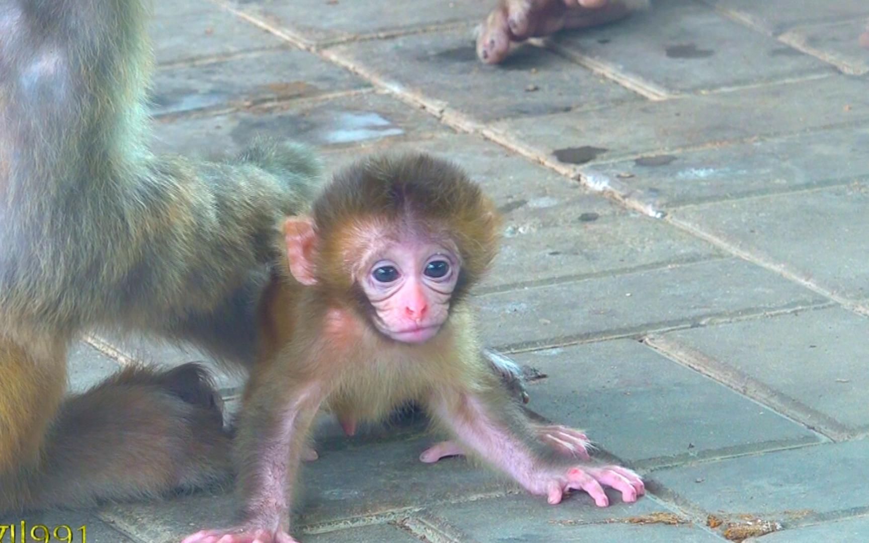 浓浓的母爱:猴娃颤颤巍巍学步,猴妈耐心引导,精心呵护