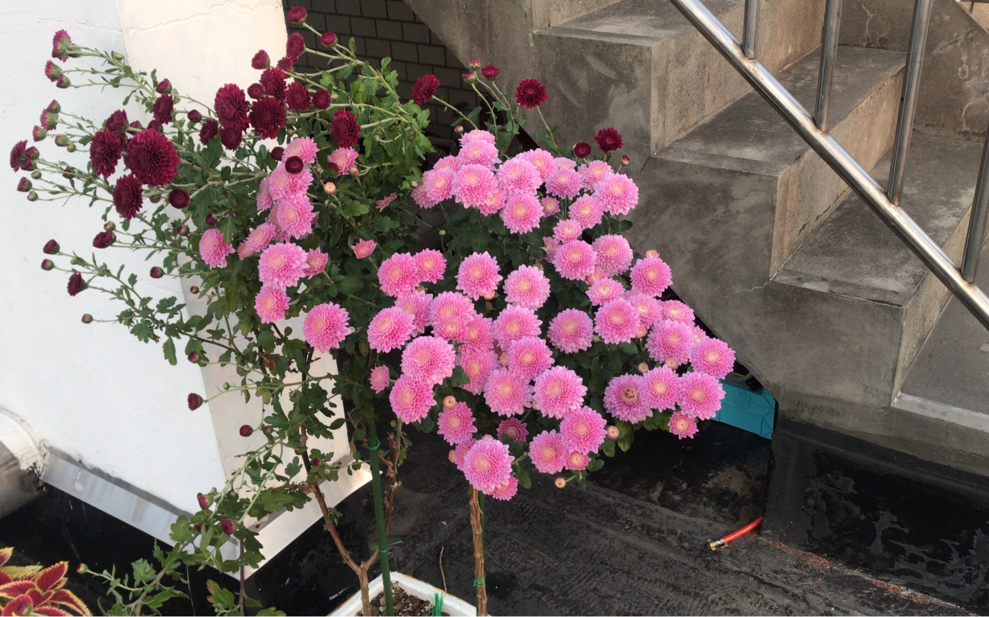 教你如何扦插菊花棒棒糖,超简单