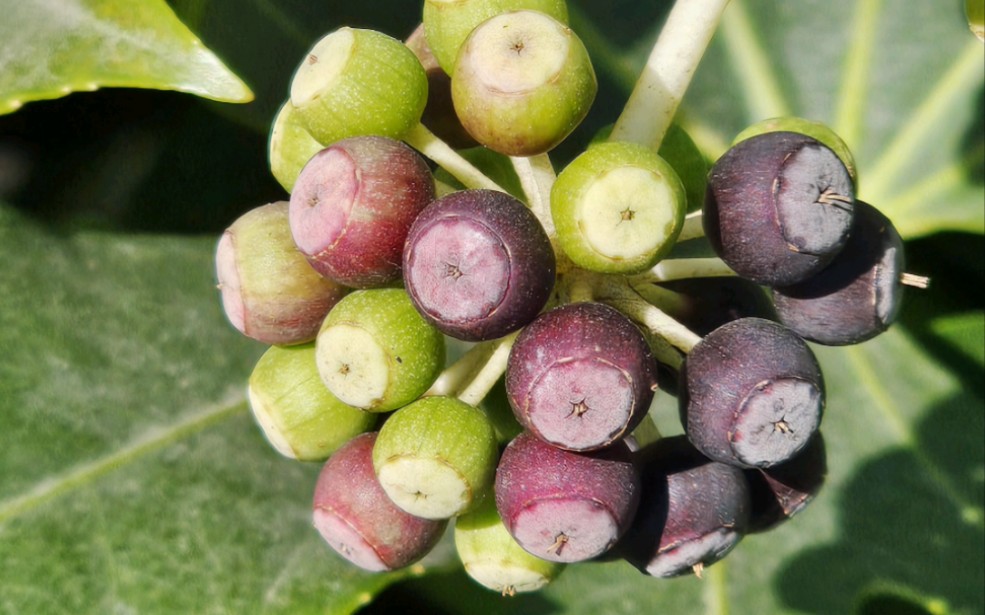 冬日里的八角金盘果