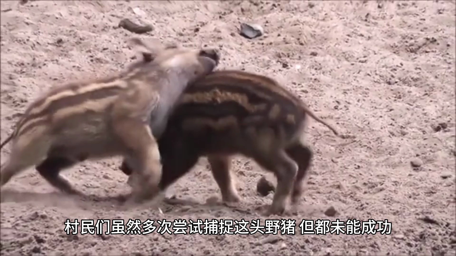 印尼人手拿长矛大战300斤大野猪