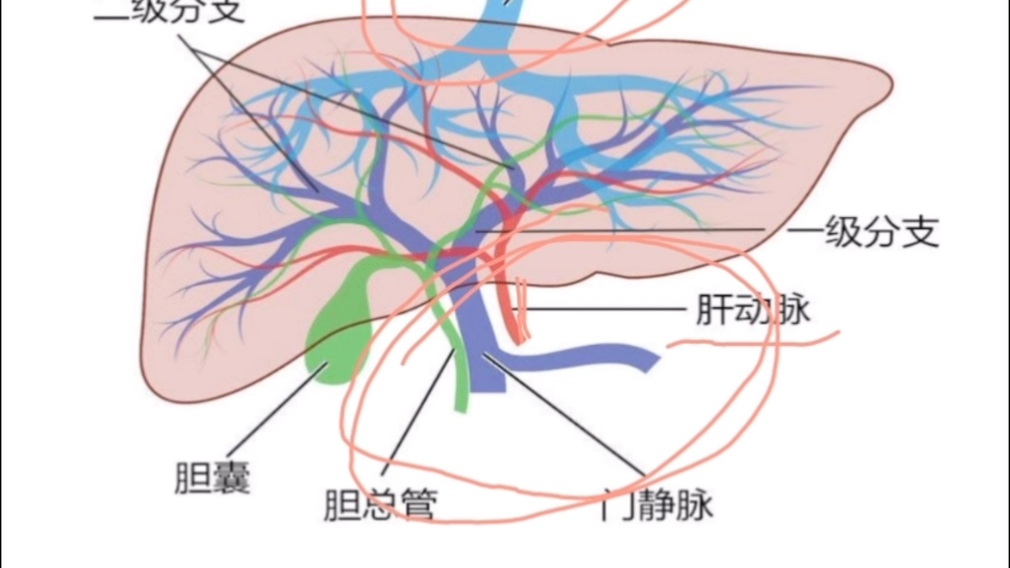 肝脏的血液循环示意图图片