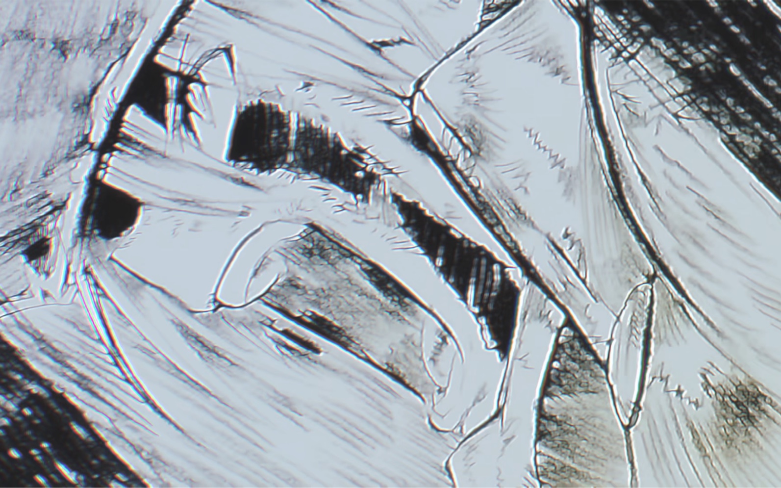 呐喊吧!塔兹米!