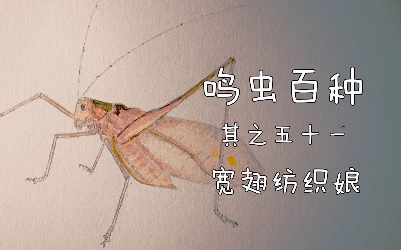 鸣虫百种其之五十一-宽翅纺织娘