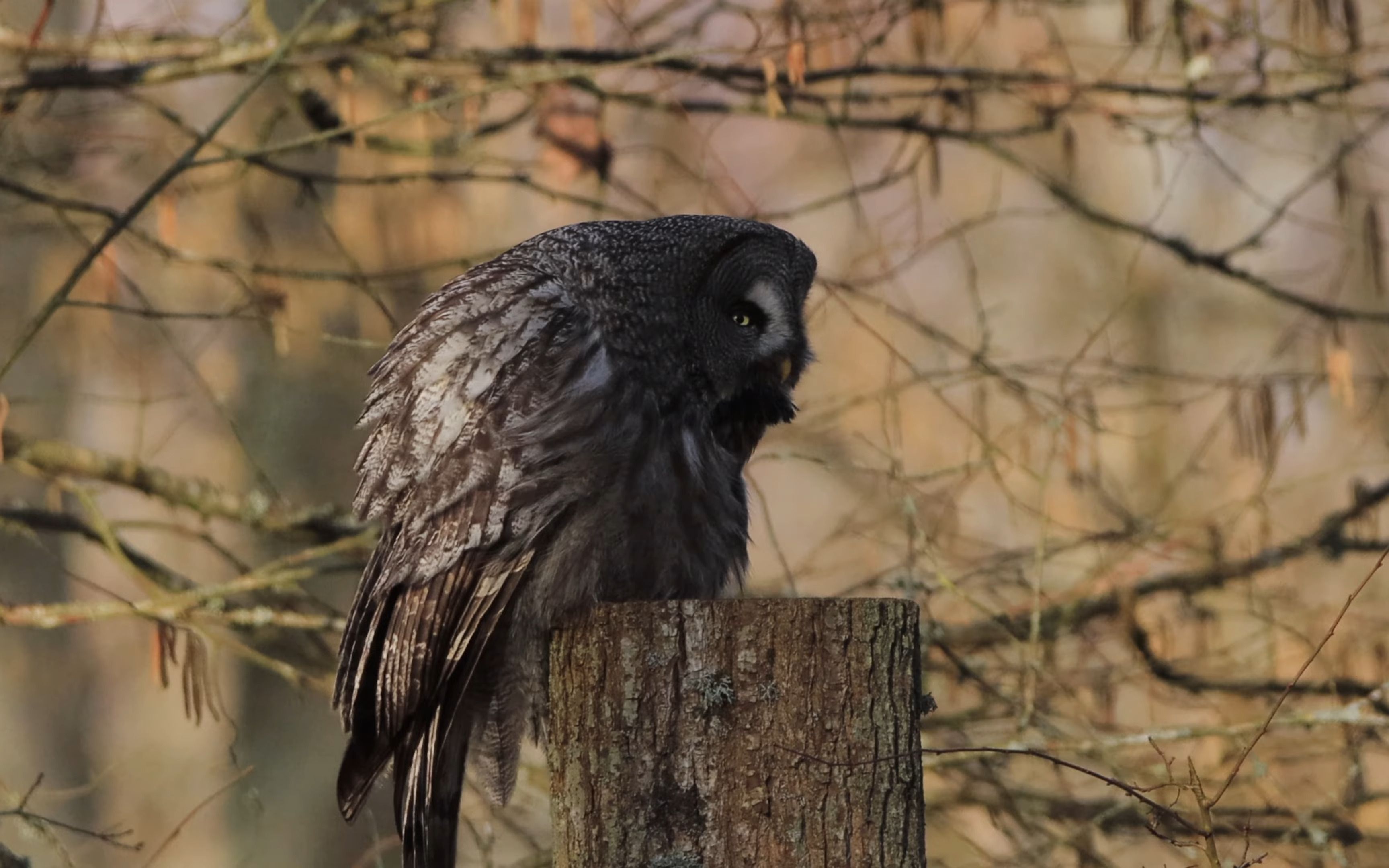 乌林鸮乌林鸮的头身比下降了转载自油管高画质