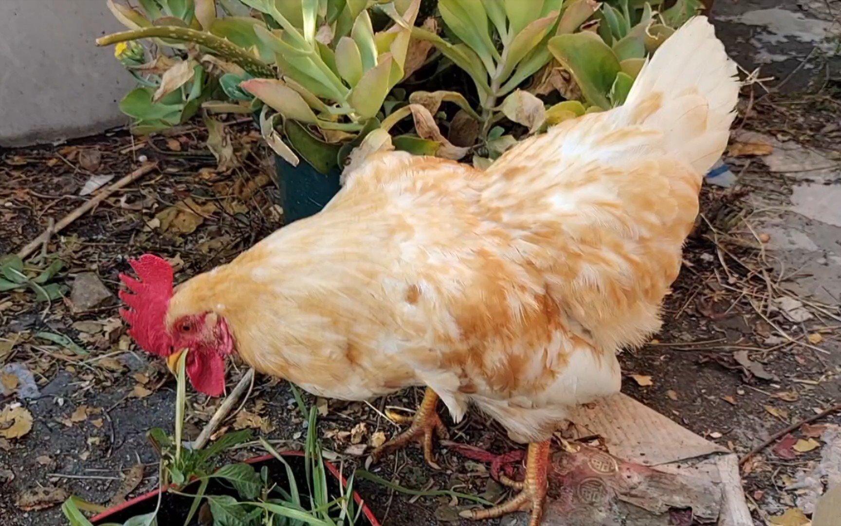 热情鸡仔,向你say hi